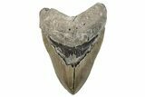 Serrated, Fossil Megalodon Tooth - North Carolina #270749-1